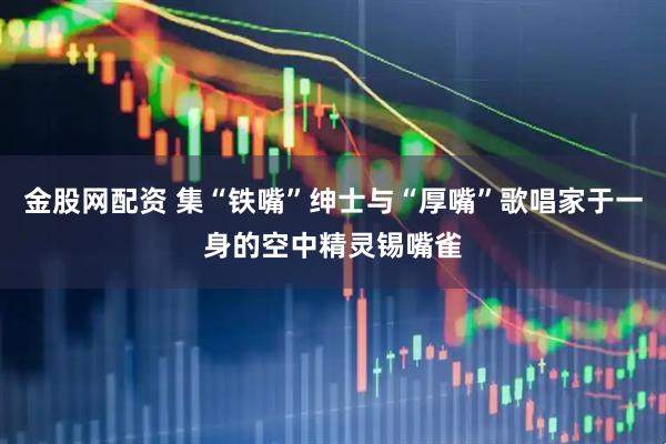 金股网配资 集“铁嘴”绅士与“厚嘴”歌唱家于一身的空中精灵锡嘴雀